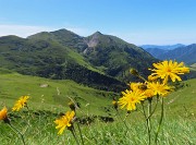 33 Hieracium (Sparviere) con cime Foppazzi e Grem
